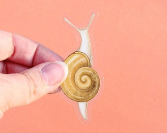 Adhesivo de vinilo transparente de caracol pálido, 7,6 x 3,3 cm, realista, duradero e impermeable, color crema, ideal para amantes de los insectos y la naturaleza.