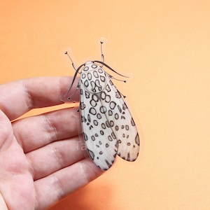Leopard Moth Clear Vinyl Sticker | 3 x 1.73 inches | Transparent, Durable, Waterproof, Scratch-Resistant Nature Themed Bug & Insect Decal