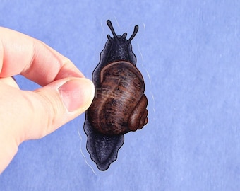 Dark Garden Snail Clear Vinyl Sticker | 3 x 1.43 inches | Realistic, Durable, Waterproof Cute Brown, Blue Snail Decal for Bug, Nature Lovers