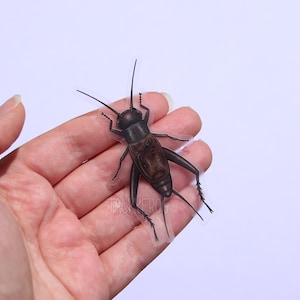 May include: A detailed, dark brown cricket with long antennae and legs rests on an open hand. The insect is positioned against a soft, light purple background, showcasing its intricate body structure and texture. The cricket's form is clearly defined.
