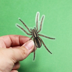 May include: A transparent sticker featuring a detailed illustration of a brown and black spider. The spider has long legs and is held against a green background. The sticker is designed with intricate details, showcasing the spider's body and legs.