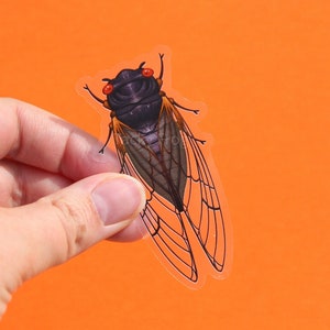 May include: A clear sticker of a cicada with black and brown wings and red eyes. The cicada is on a bright orange background.