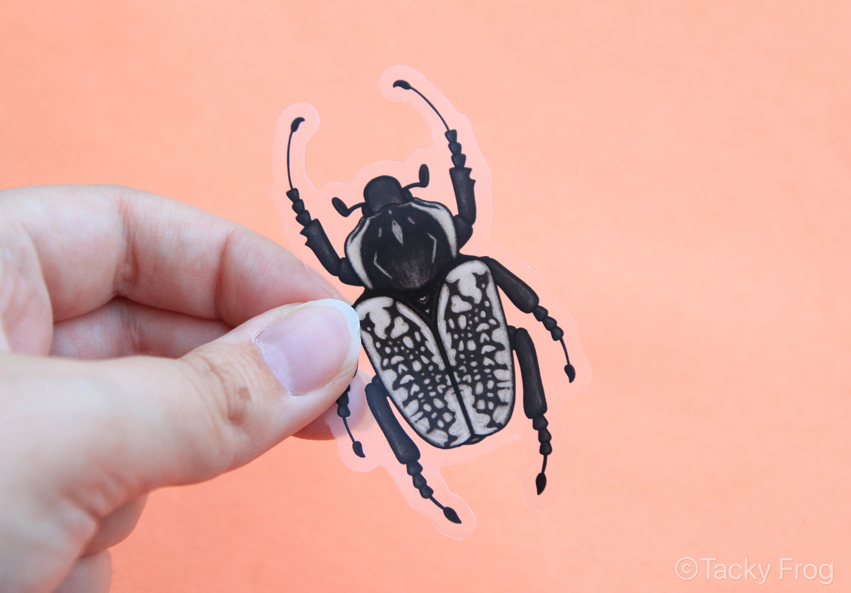 Goliath Beetle Clear Vinyl Sticker black and White 3 X - Etsy