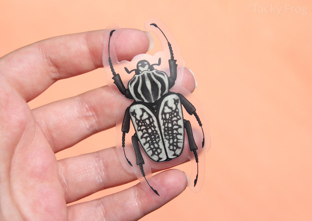 Goliath Beetle Clear Vinyl Sticker black and White 3 X 1.59 Inches