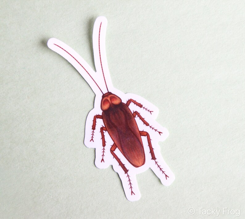 Cockroach Clear Vinyl Sticker | 3 Inches Tall | Transparent, Durable ...