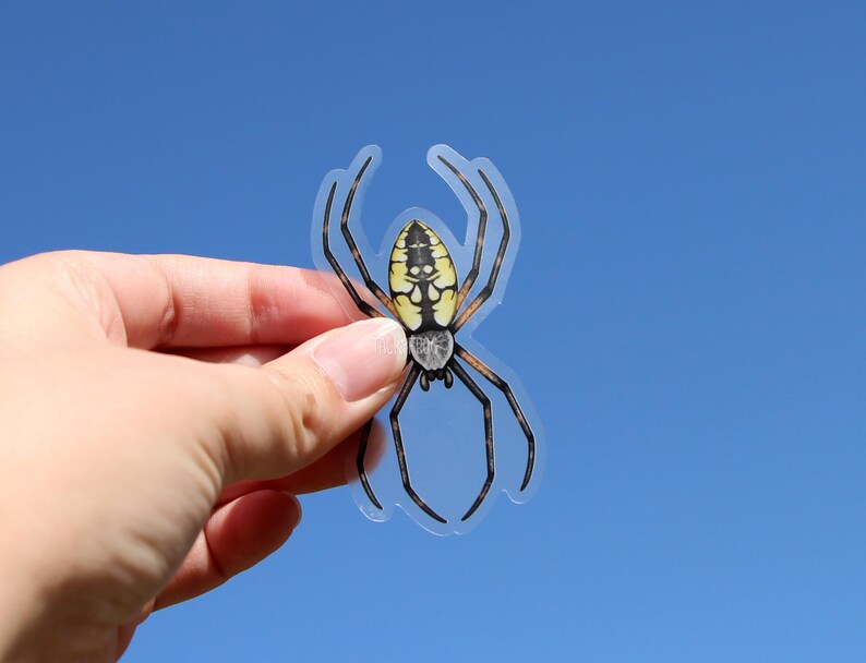May include: A clear sticker featuring a detailed illustration of a yellow and black spider. The spider has a large abdomen with yellow and black markings. The sticker is ideal for adding a touch of nature to your belongings.