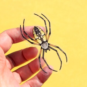 May include: A clear sticker of a yellow and black spider with a white abdomen. The spider is on a yellow background.