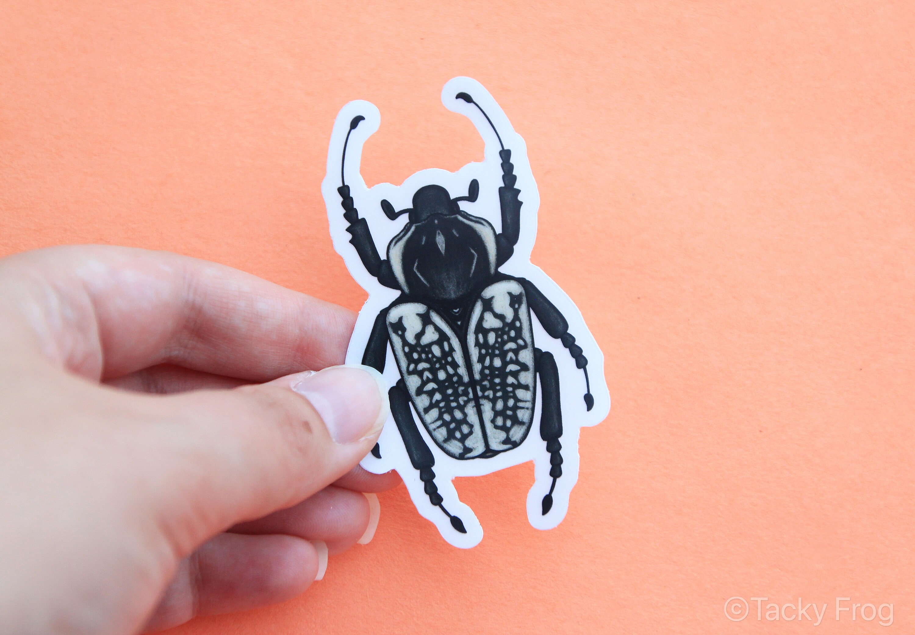Goliath Beetle Clear Vinyl Sticker black and White 3 X - Etsy