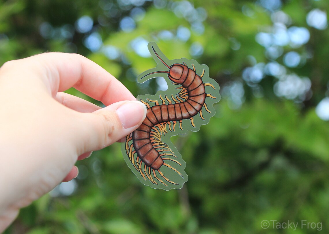 Centipede Clear Vinyl Sticker 2.12 X 3 Inches Transparent Etsy