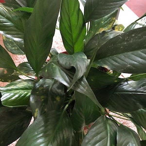 Peace Lily Spathiphyllum Plant