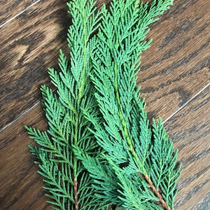 May include: Three sprigs of vibrant green cedar foliage with brown stems are arranged on a dark brown wooden surface. The cedar branches have a delicate, textured appearance, with small, needle-like leaves.