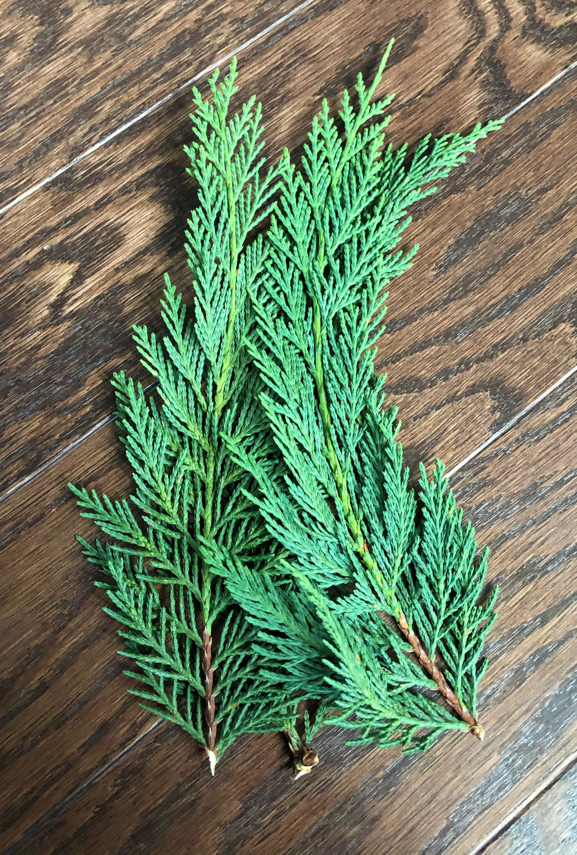 Evergreen and Cedar Etsy