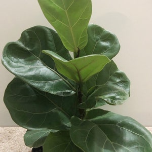 Fiddle Leaf Fig Plant(1ft) -Ficus lyrata &quot;Little Bambino&quot;- Ficus Little Fiddle plant
