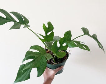 Rhaphidophora Tetrasperma, Ginny Monstera, Minima. 6in pot