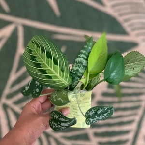 Puede incluir: Una pequeña planta en maceta con varias hojas verdes, incluyendo una hoja grande y rayada y varias hojas más pequeñas y moteadas. La maceta es amarilla y tiene texto escrito a mano. El fondo es una superficie verde estampada.