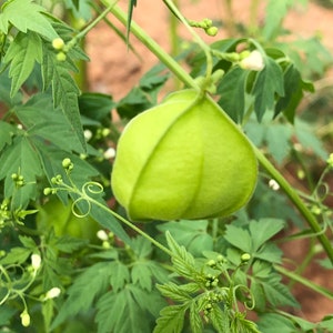 Love in a Puff, Balloon Vine seeds, Cardiospermum, halicacabum, charming heirloom, medicinal herb, all zones, easy to grow image 1