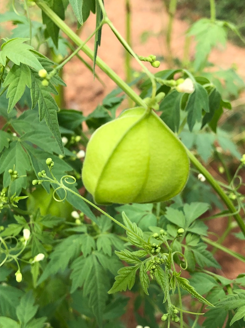 Love in a Puff, Balloon Vine seeds, Cardiospermum, halicacabum, charming heirloom, medicinal herb, all zones, easy to grow image 1