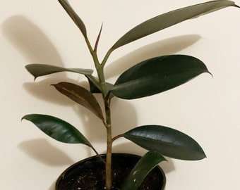 Rubber Plant- Burgundy- live house plant- rubber tree- ficus elastica