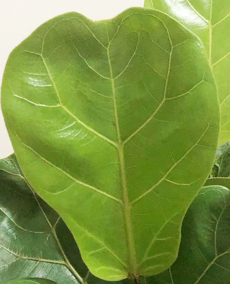 Little Fiddle Fiddle Leaf Fig Plant(1ft) -ficus Lyrata