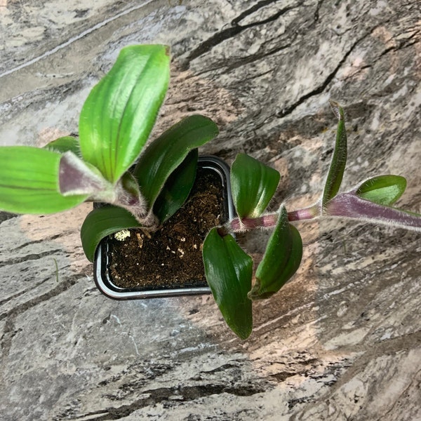 Tradescantia ‘Pale Puma’ “Wandering Jew”