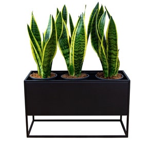 Puede incluir: Un macetero de metal negro con cuatro plantas serpiente en macetas negras. El macetero tiene una forma rectangular con una base cuadrada.