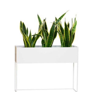 May include: A white metal planter with a rectangular shape and a stand. The planter is filled with green and yellow snake plants.