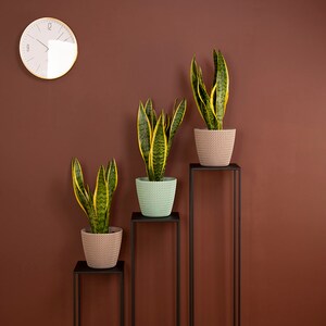 May include: Three snake plants in decorative pots with yellow and green leaves, displayed on black metal stands of varying heights. The plants are set against a brown wall with a round clock.