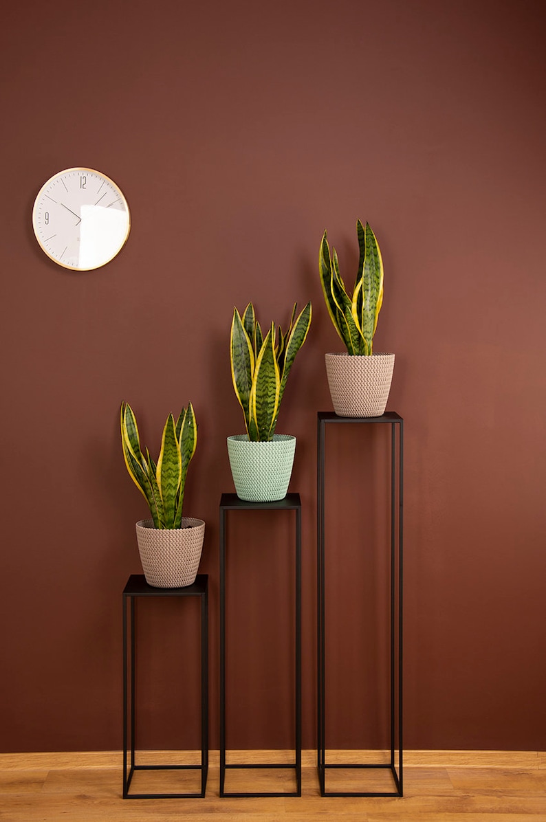May include: Three snake plants in decorative pots with yellow and green leaves, displayed on black metal stands of varying heights. The plants are set against a brown wall with a round clock.