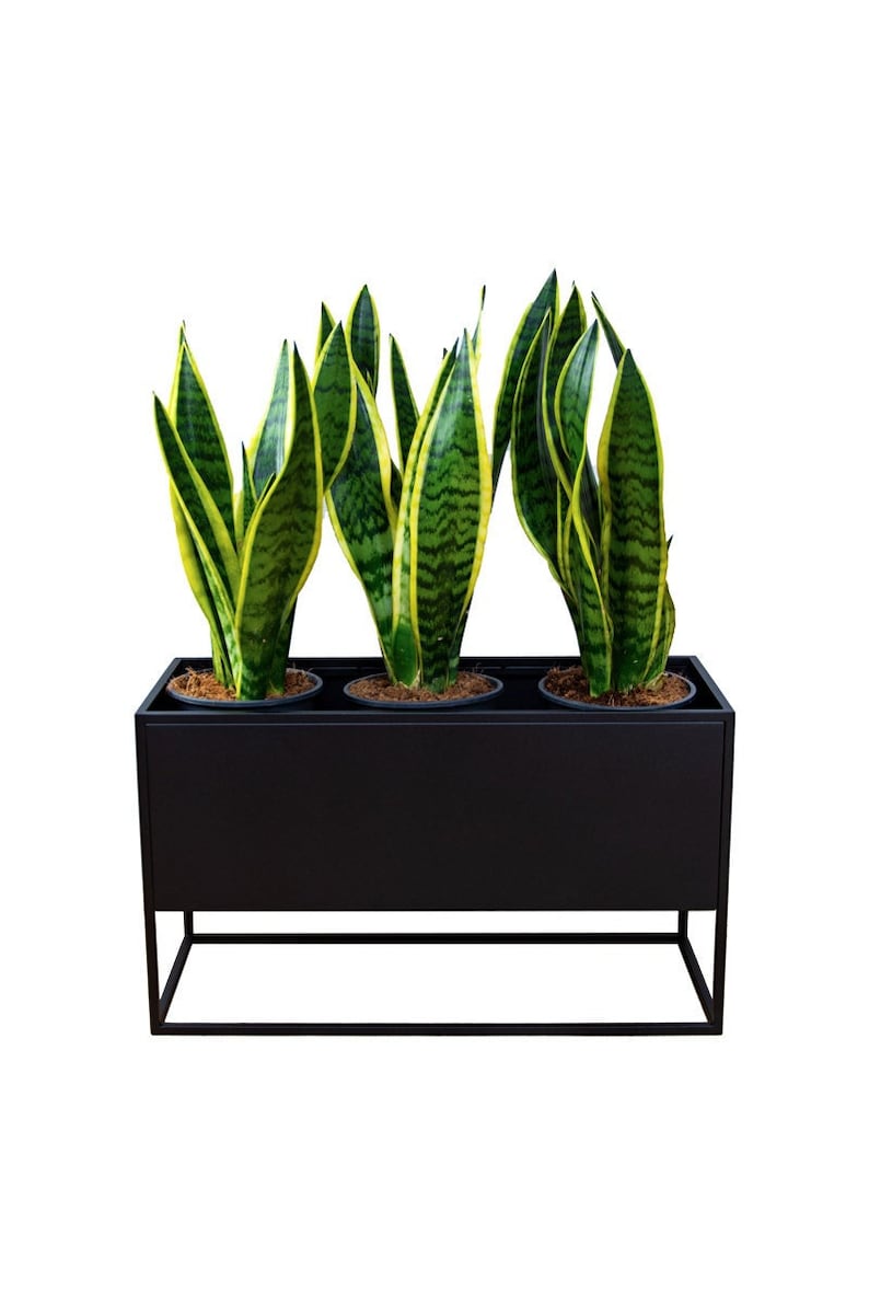 Puede incluir: Un macetero de metal negro con cuatro plantas serpiente en macetas negras. El macetero tiene una forma rectangular con una base cuadrada.