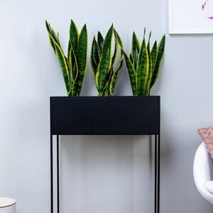 Puede incluir: Un soporte de plantas de metal negro con tres plantas serpiente en maceta. El soporte tiene una jardinera rectangular y un dise&ntilde;o simple y moderno.