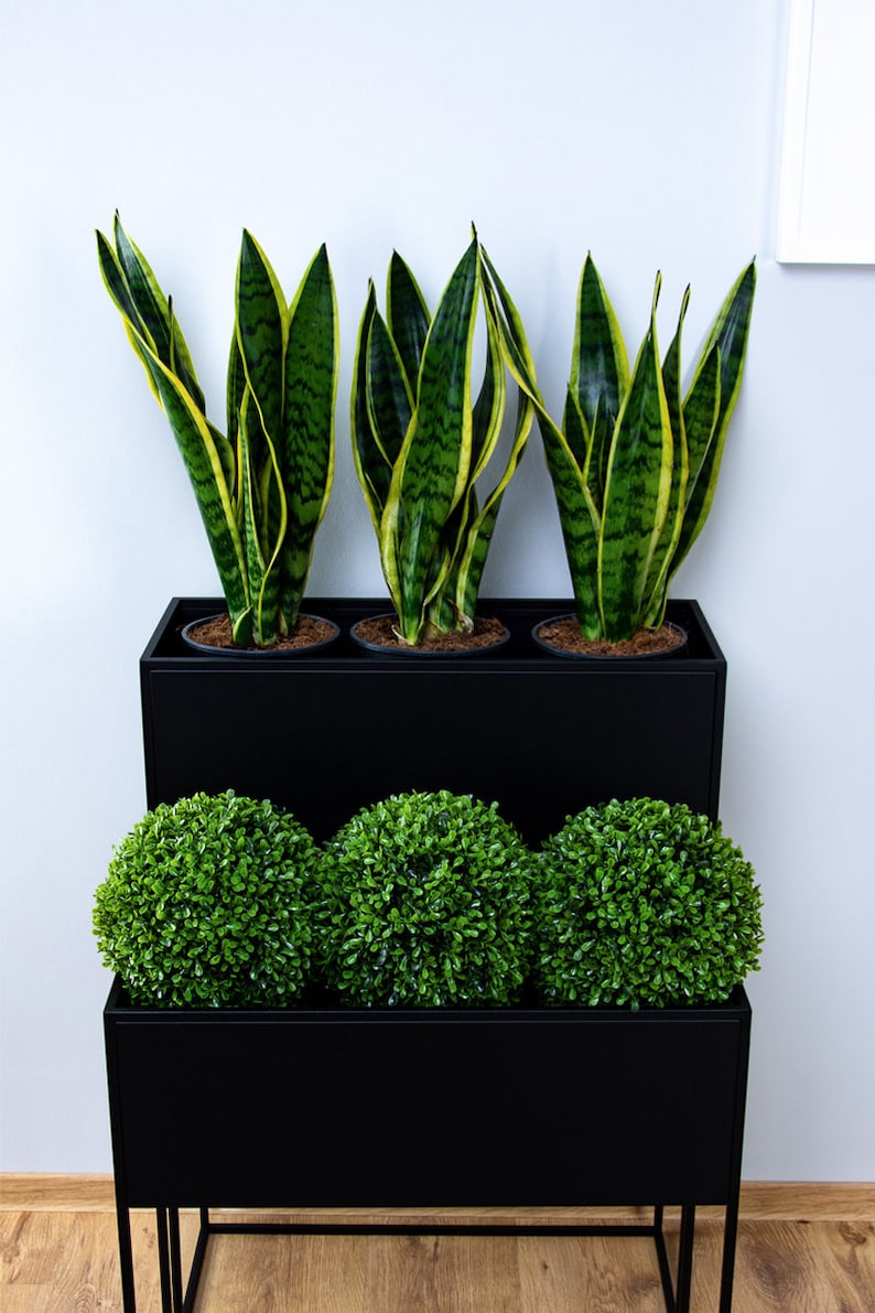Puede incluir: Tres plantas de serpiente en maceta en macetas negras sobre un soporte de plantas de niveles negros con tres bolas de topiario verdes en el nivel inferior.