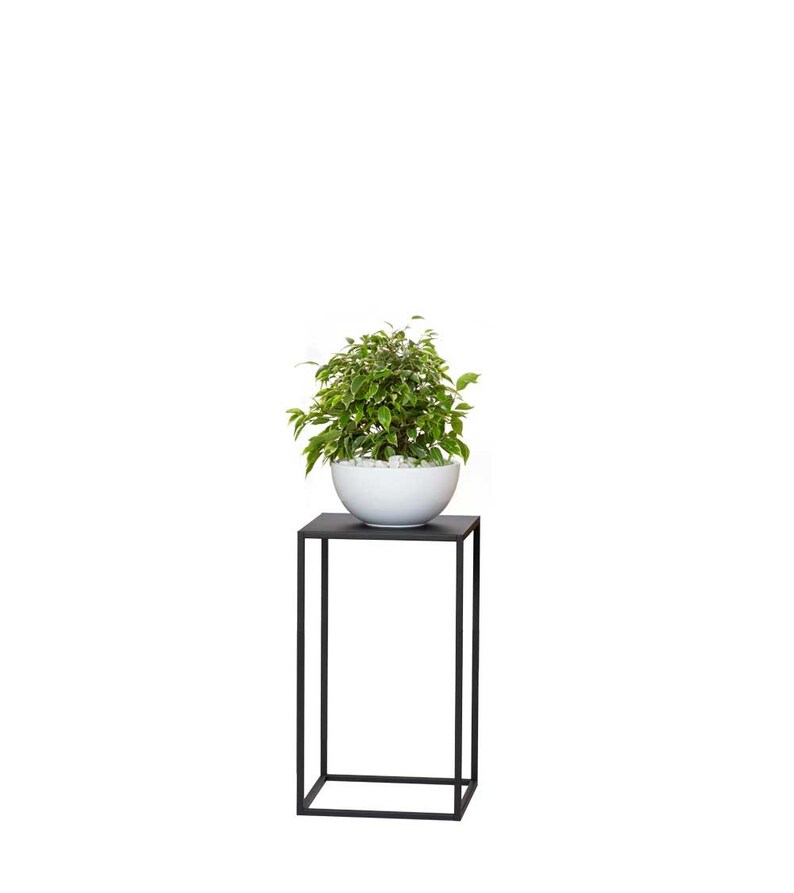 May include: A small, potted plant with green and white leaves sits in a white bowl filled with white stones. The bowl rests on a black, square, metal plant stand. The stand has a minimalist design.