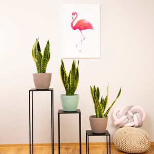 May include: Three black metal plant stands of varying heights, each supporting a potted snake plant with yellow-edged green leaves. A framed flamingo art print hangs on the wall. A gray and white striped rug and a woven pouf are on the floor.