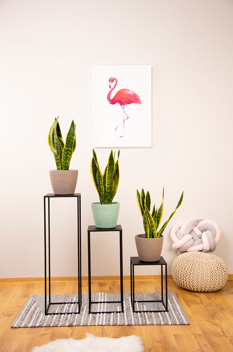 May include: Three black metal plant stands of varying heights, each supporting a potted snake plant with yellow-edged green leaves. A framed flamingo art print hangs on the wall. A gray and white striped rug and a woven pouf are on the floor.