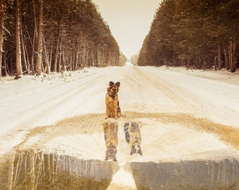 75 枚のメモカード ペットのお悔やみカード