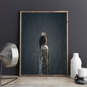 May include: A bald eagle perched on a weathered wooden post, with a dark green forest background.