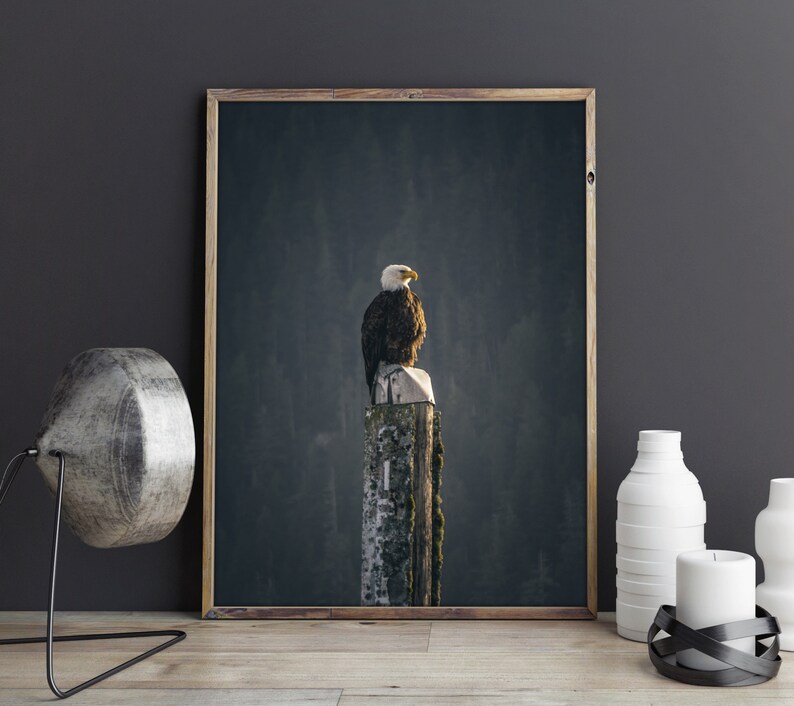 May include: A bald eagle perched on a weathered wooden post, with a dark green forest background.