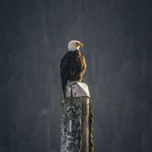 May include: A bald eagle with white head and brown feathers perched on a weathered wooden post against a dark green forest background.