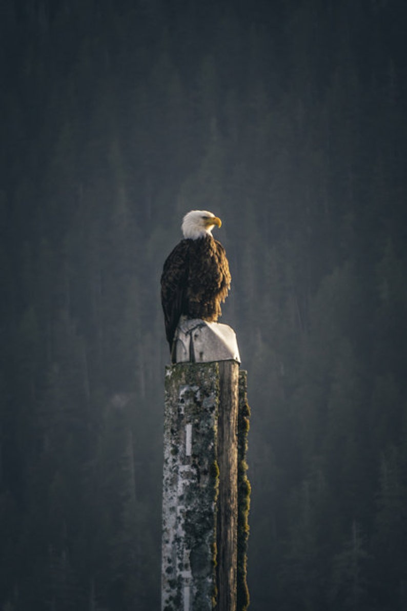 May include: A bald eagle with white head and brown feathers perched on a weathered wooden post against a dark green forest background.