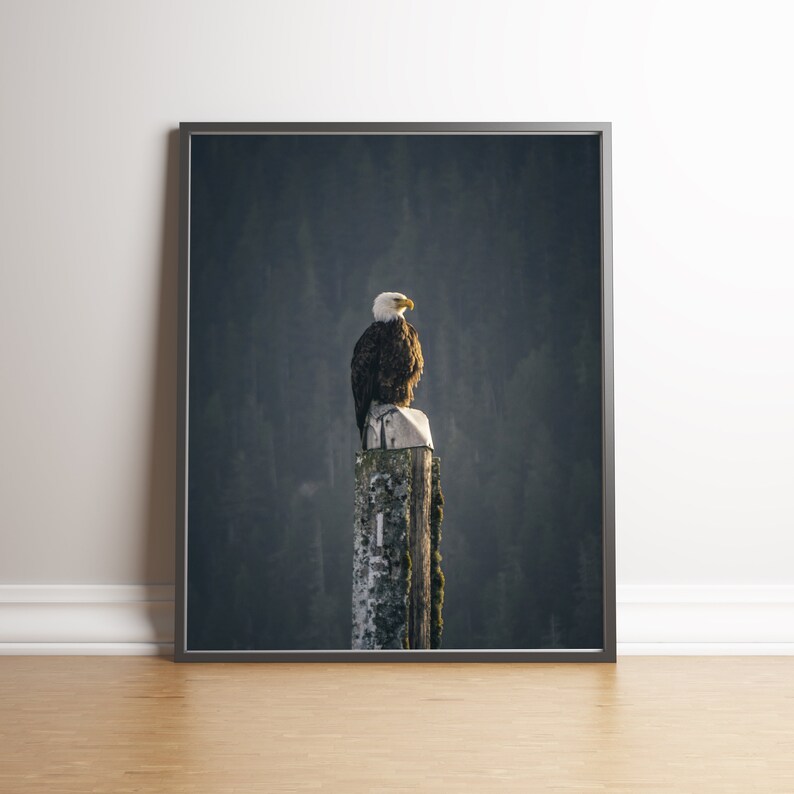 May include: A bald eagle perched on a weathered wooden post against a blurred background of trees. The eagle has white head feathers and a dark brown body.