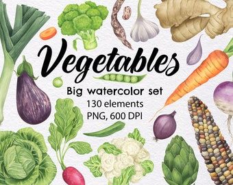May include: A watercolor illustration set of various vegetables, including broccoli, cauliflower, eggplant, corn, carrots, onions, garlic, ginger, leeks, peas, and radishes. The set includes 130 elements and is labeled "Vegetables Big watercolor set 130 elements PNG, 600 DPI".