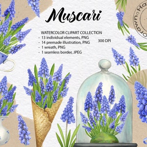 Clipart fleurs muscari. Aquarelle collection botanique dessinée à la main. Fleurs bleues de jardin de printemps vintage. Téléchargement instantané PNG 300 DPI