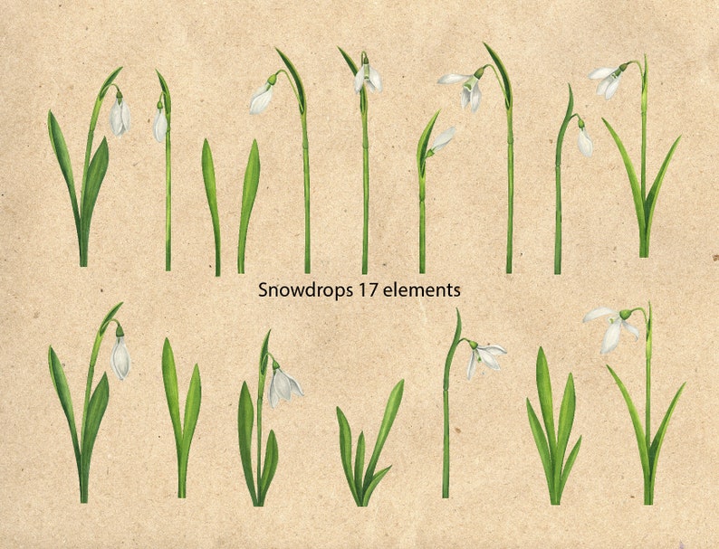 Snowdrop. Watercolor Clipart. Hand Drawn Illustration. Botanical Art ...