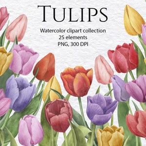 Collezione di tulipani. Set di clipart di tulipani acquerellati. Illustrazione di fiori primaverili. Arte botanica disegnata a mano. Download immediato. PNG