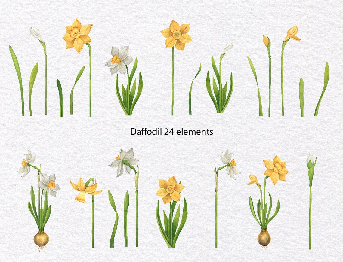 Watercolor Spring Flowers Set. Hand Drawn Floral Clipart. Snowdrop ...