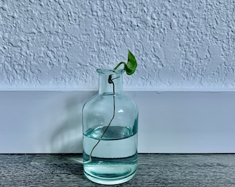 Pothos Vermehrung