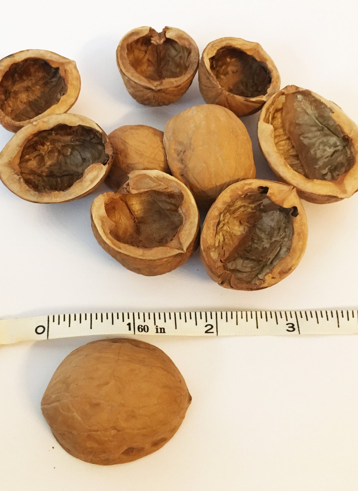 10 pc Walnut shell halves Half Walnut shells For candle Etsy