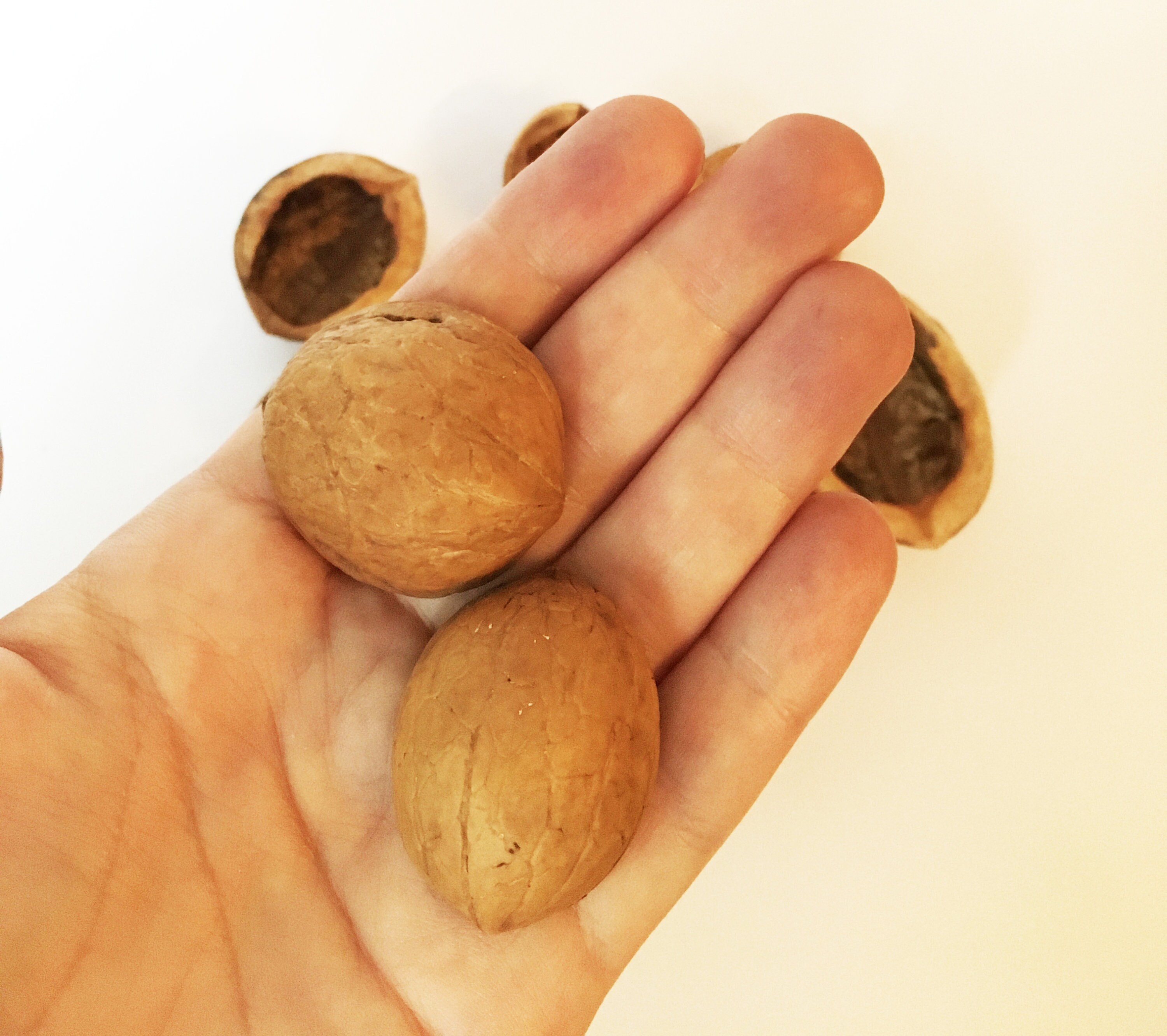 10 pc Walnut shell halves Half Walnut shells For candle Etsy