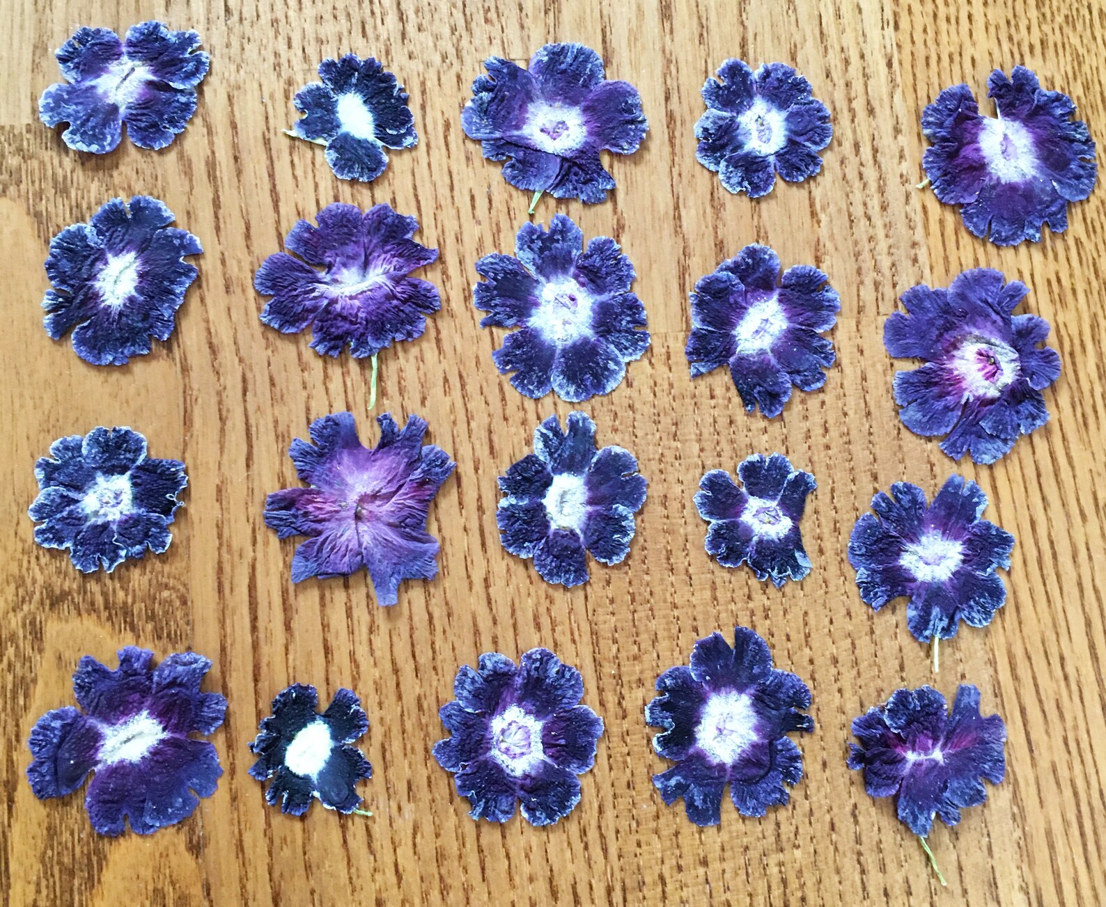 Dried Pressed Petunia Flowers for Crafting Natural purple Etsy