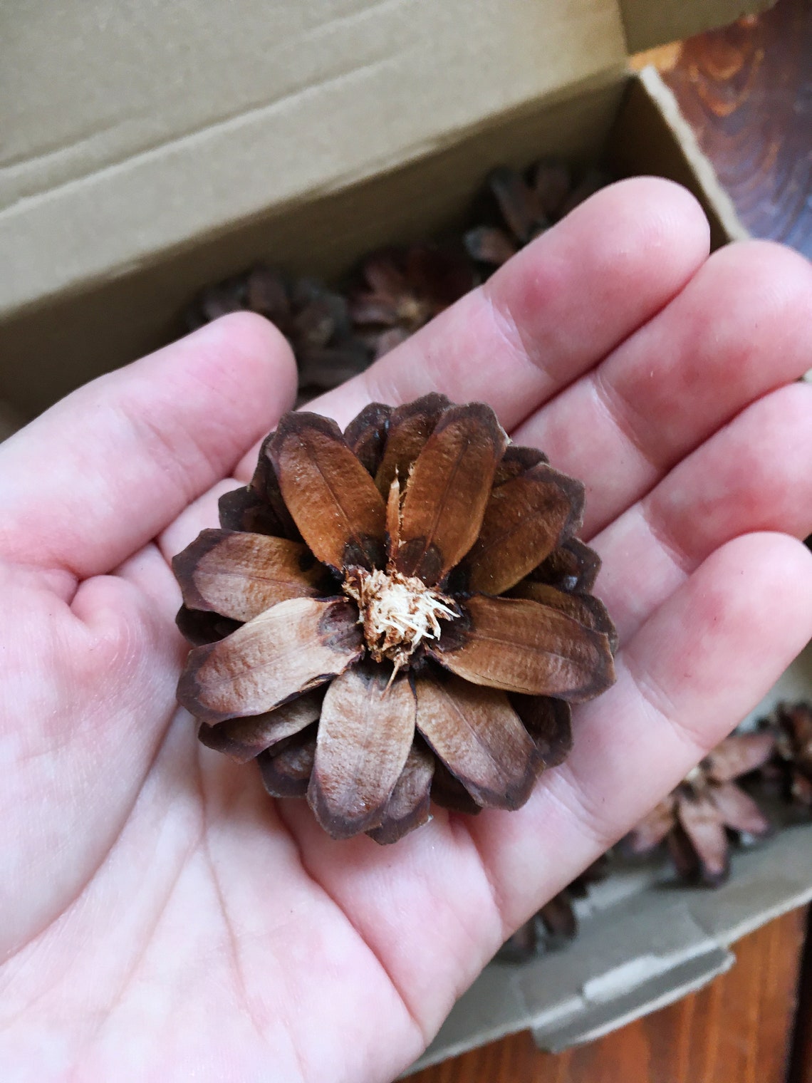 Pine Cone Flowers Set of 15 Crafting cones DIY zinnia pine Etsy